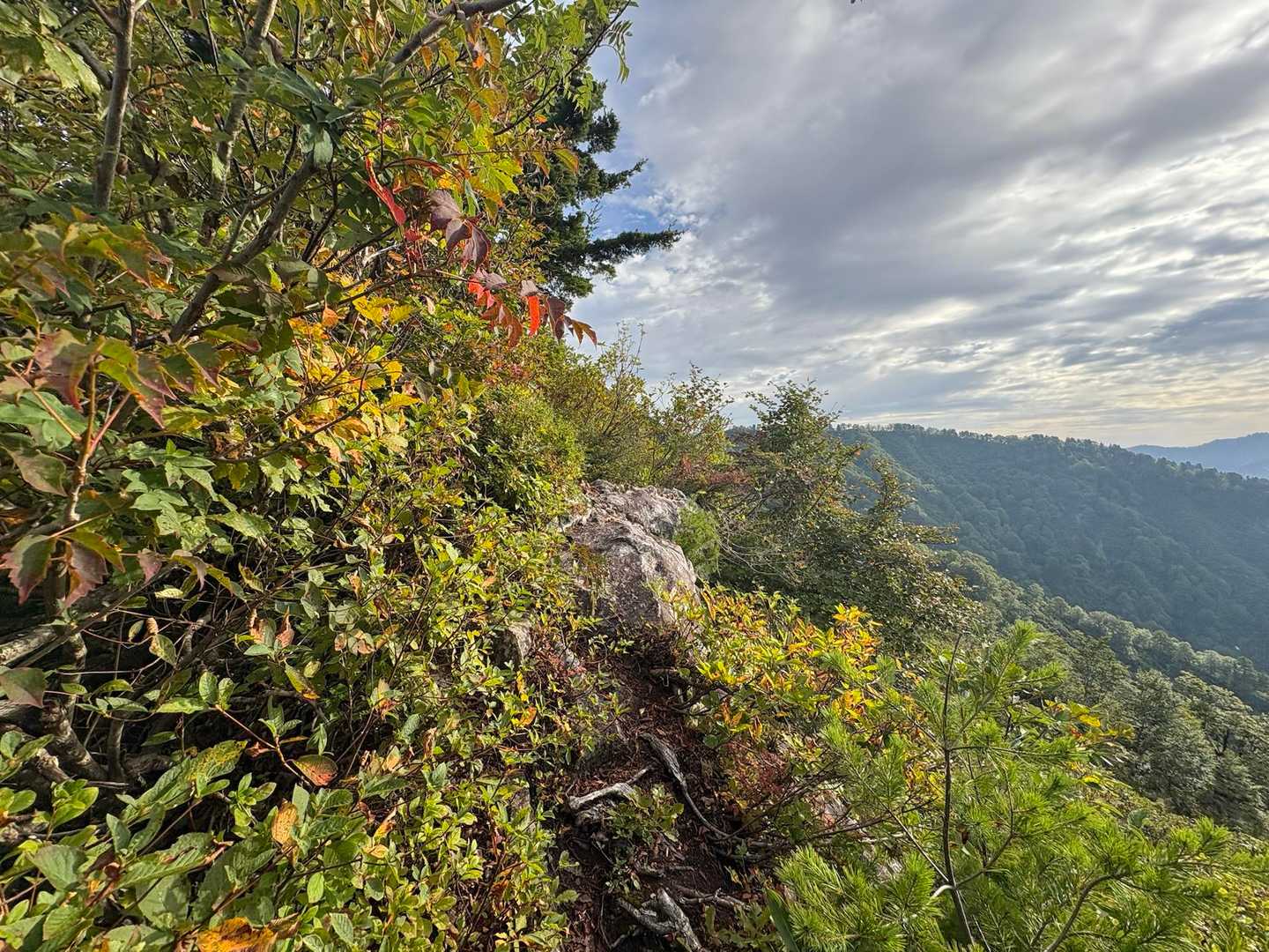 稜線のトラバースは山側の木々で谷側に押し出されます。崩落箇所などは滑落しないよう注意が必要