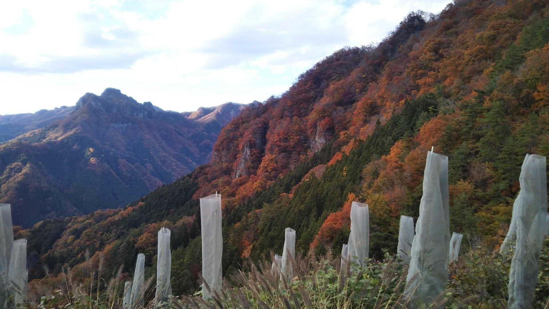 植林地から大屋山。この赤がスバラ。