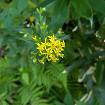 後で確認すると花の付き方がミヤマアキノキリンソウと異なるハンゴンソウかも
もう少し、確認すれば良かった。