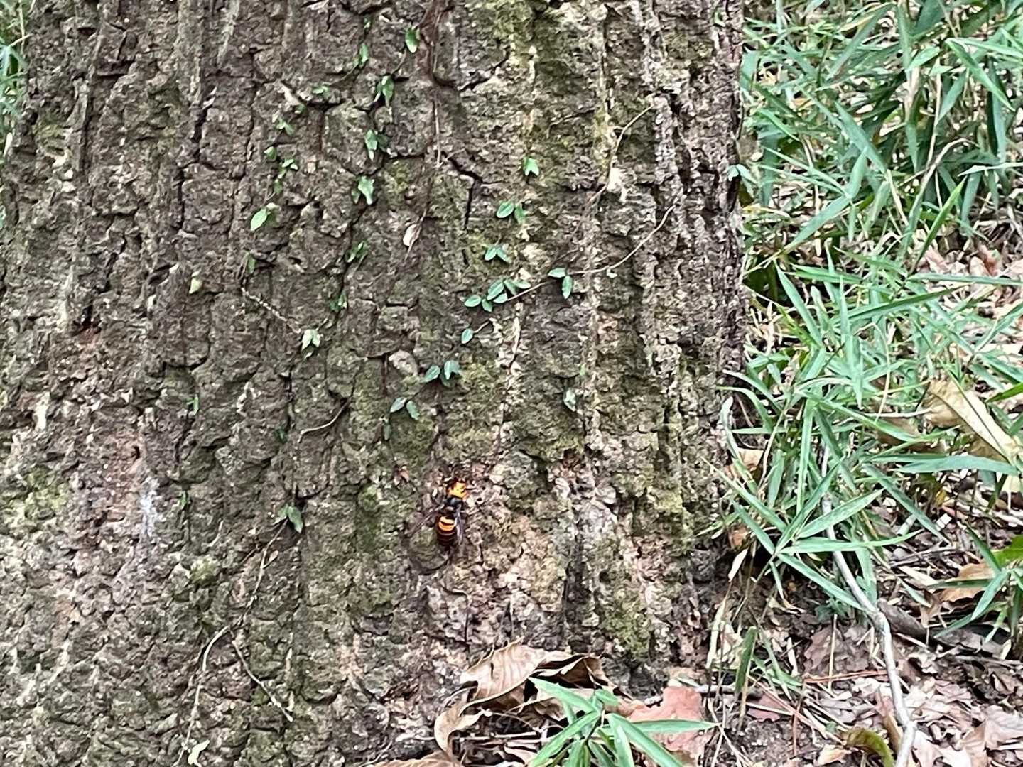 🐝が結構いるっぽい
