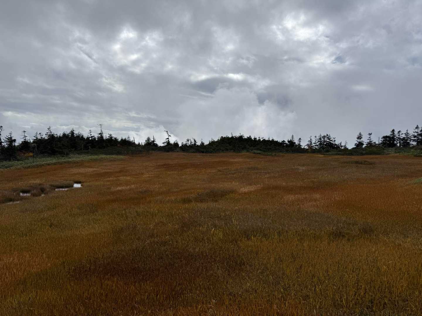草紅葉も見納め
雨が今にも降り出しそうでした