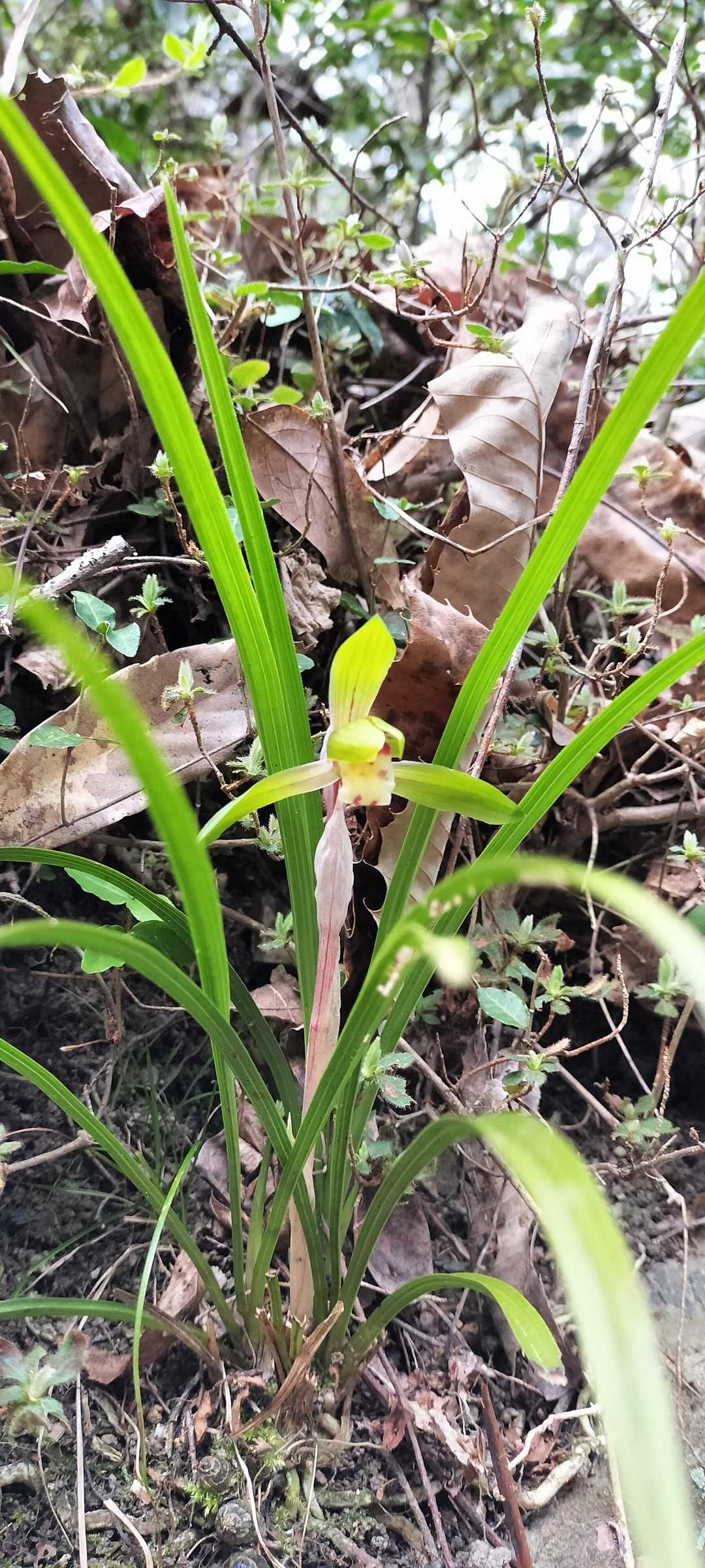 大谷山・滝谷山・城ヶ峰-2025-03-30 / inojunさんの大谷山・滝谷山・城ヶ峰の活動データ | YAMAP / ヤマップ