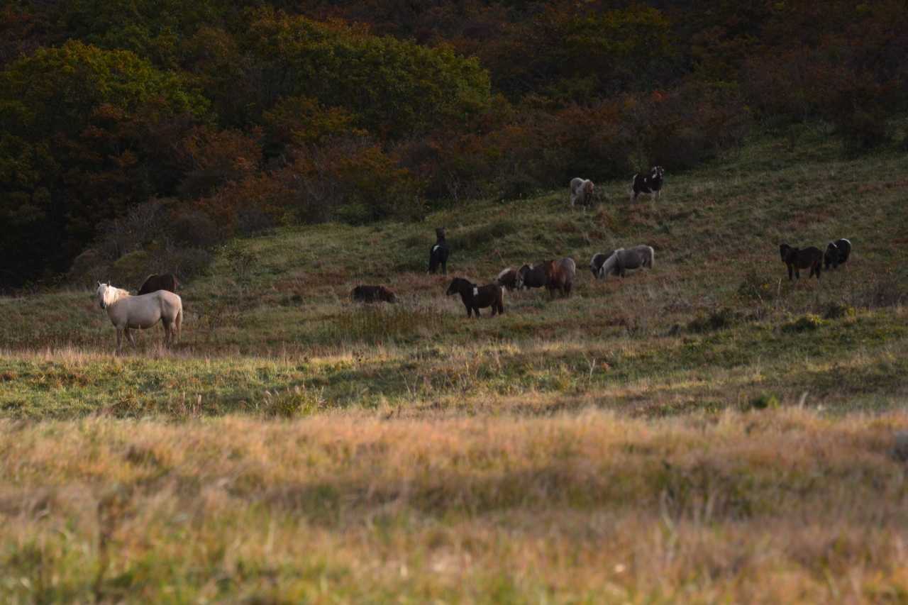 いやいや、お馬さんの山