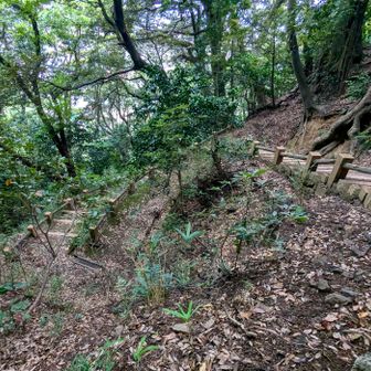 登山道は海に近い山独特の植生で鬱蒼としている。
天筒山へ行くのをやめ、金崎宮に戻る。