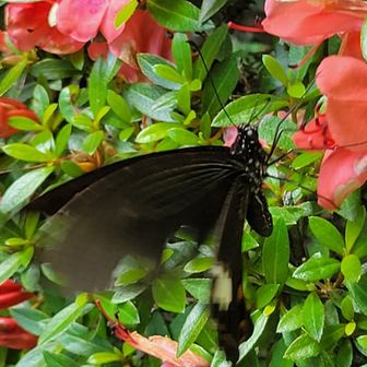 ？？アゲハ🦋
でもこのマダラ模様は、ひょっとして😁
でも羽の動き早すぎてわかりません。
しかも羽が破れてるみたいです。