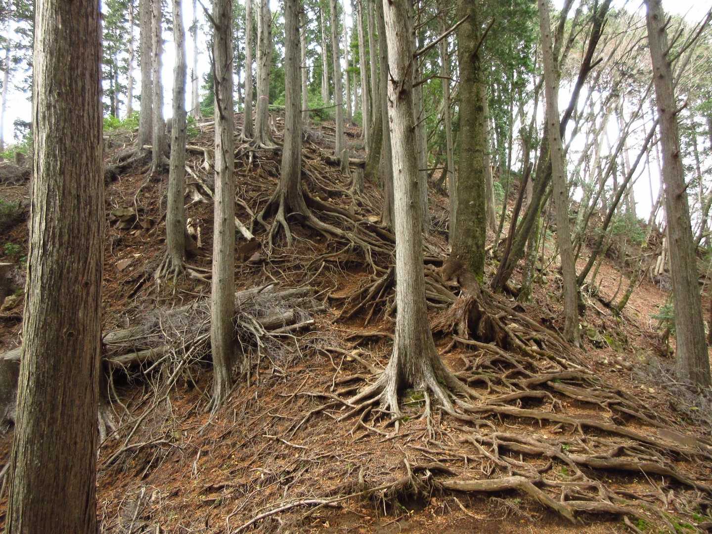 急登もあり、