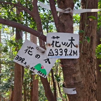 花の木に辿り着きました
山友ちゃんとハイタッチ🙌🎊
深い山の中で眺望はありません