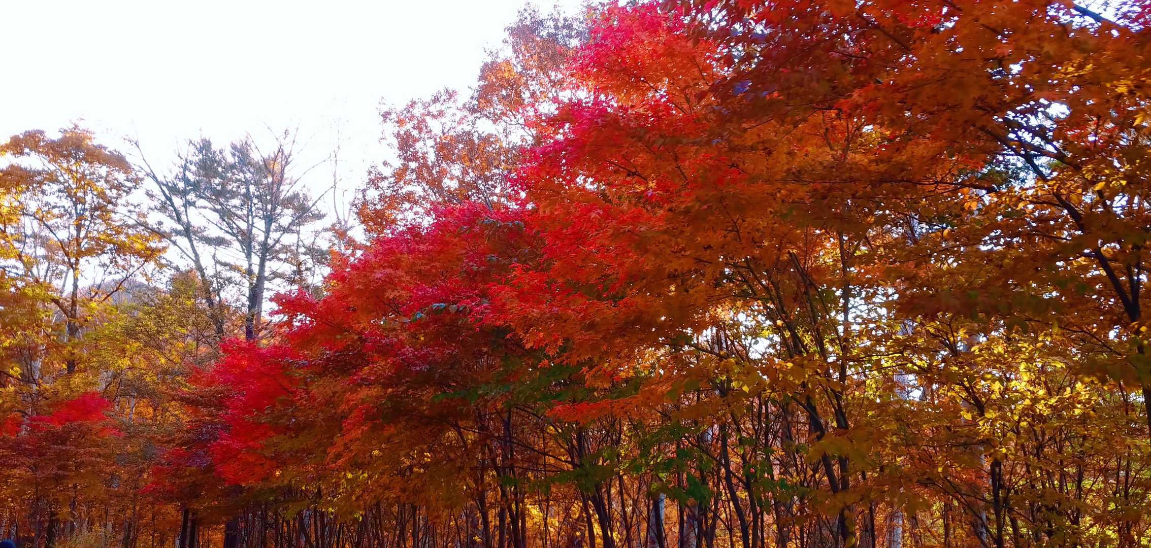 瑞牆山荘バス停-瑞牆山 周回コースの写真