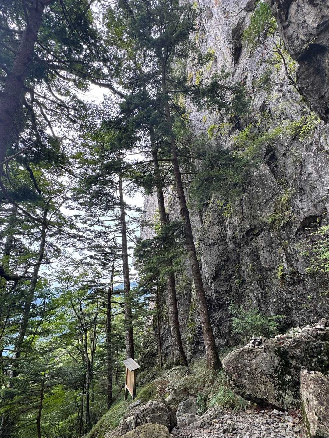 大峰山々、歩きやすいように整備はされてるけど
自然を直に感じる道
荒々しさに惹かれる