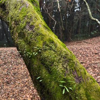 こけが絵になります