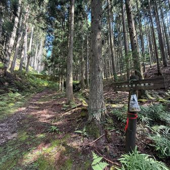 アラキ峠、権現山方面の分岐