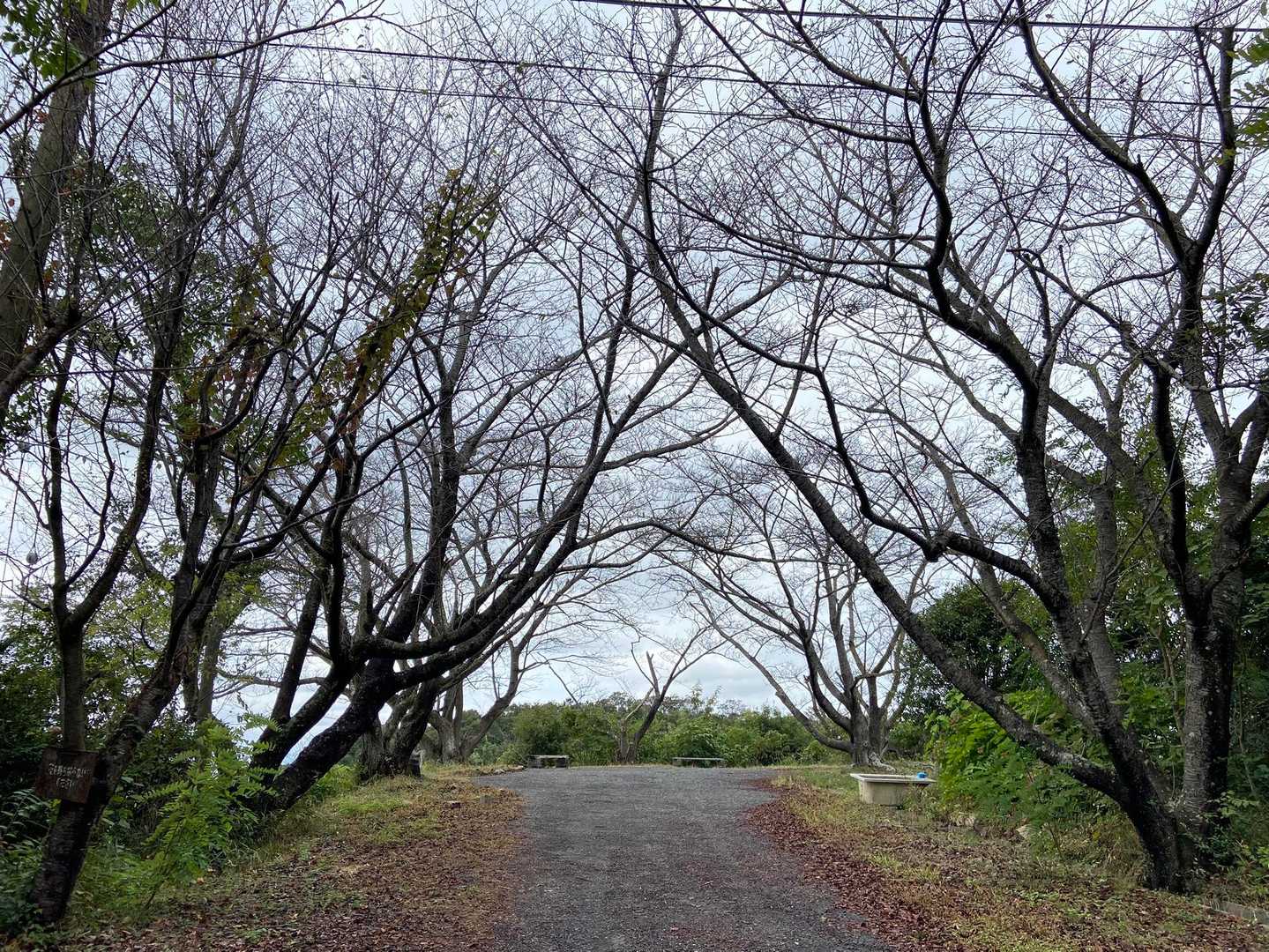 ここ、桜がきれいです