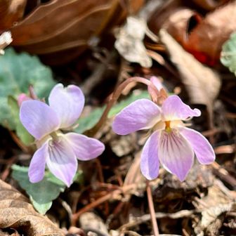 道路脇にスミレ発見💡可愛いですね♪
