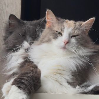 Ｌ５Ｔ®︎ ⠰⠠⠇⠼⠑⠰⠠⠞®