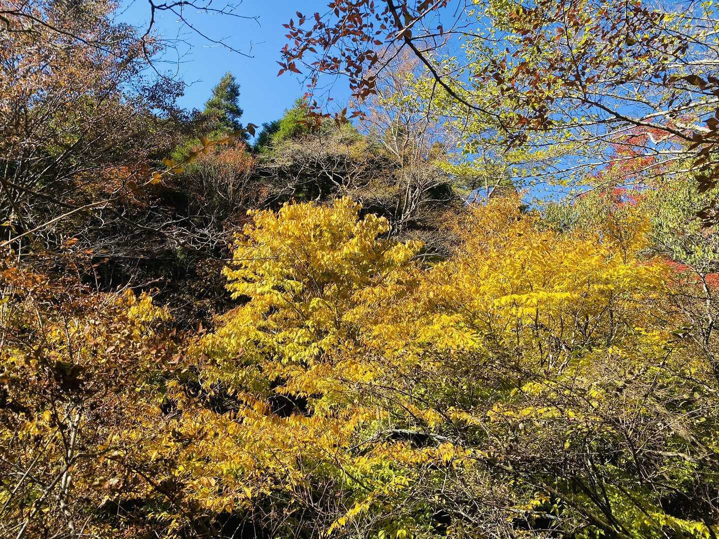 ロープウェイ登山口-火男火売神社-鶴見岳-南平台 往復コースの写真