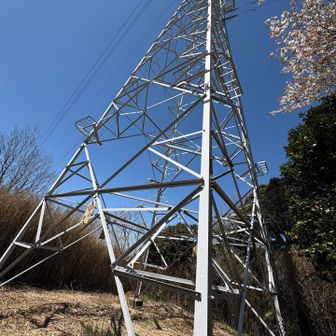 この鉄塔付近くでカタクリ