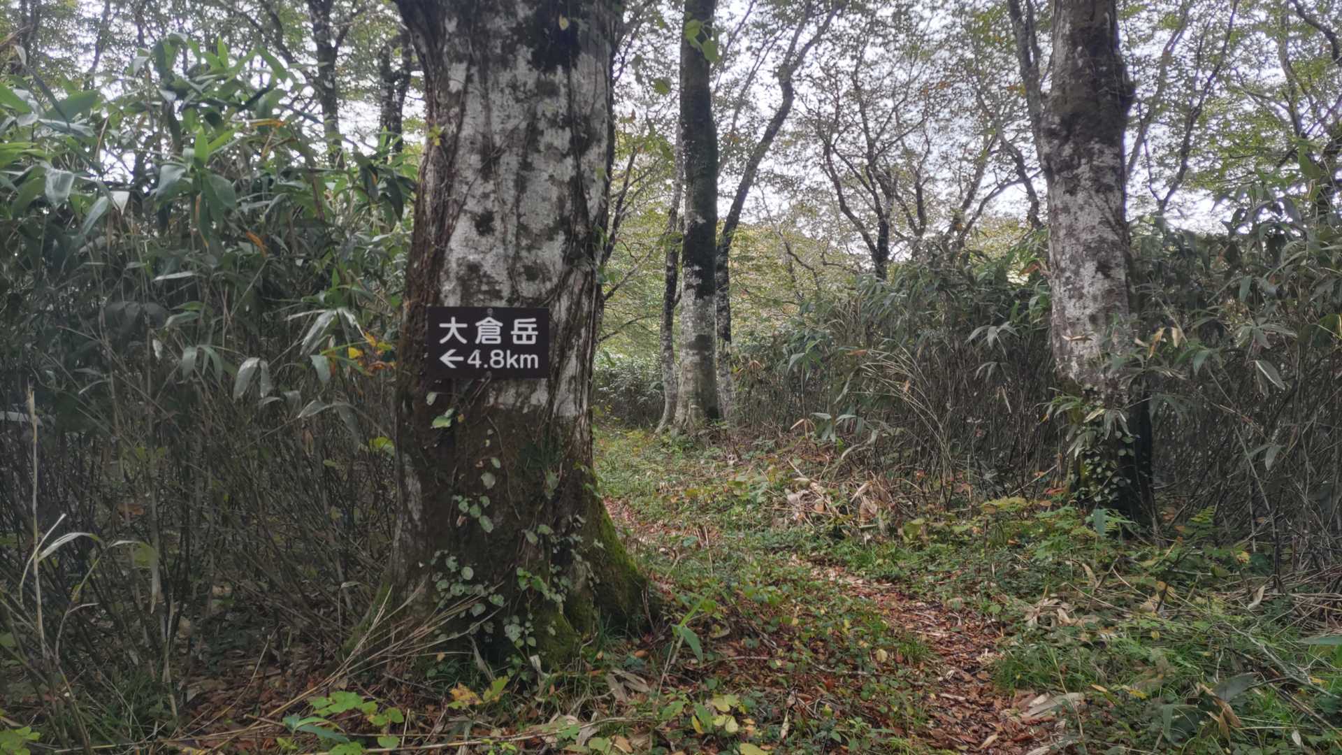 大倉岳への分岐らしいですが、笹が密集して突入は不可です
