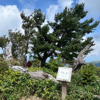 刀掛けの松
初代の松？は枯れて横たわってます
後継の松が大きく育ってきてます
五葉松のようですが、松葉は4本でした