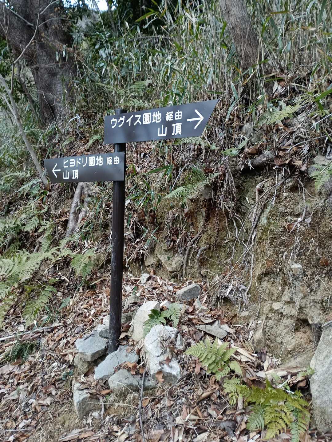 分岐　ウグイスコースへ🐾