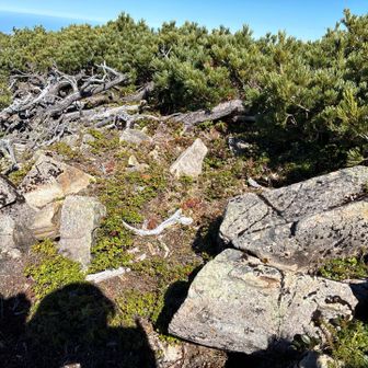 そして一応本来の四塚山山頂のプレートを探しに小高い上の部分に上がって探すのですが一向に見当たらず😥
この辺りのはずなんだけどな、、、