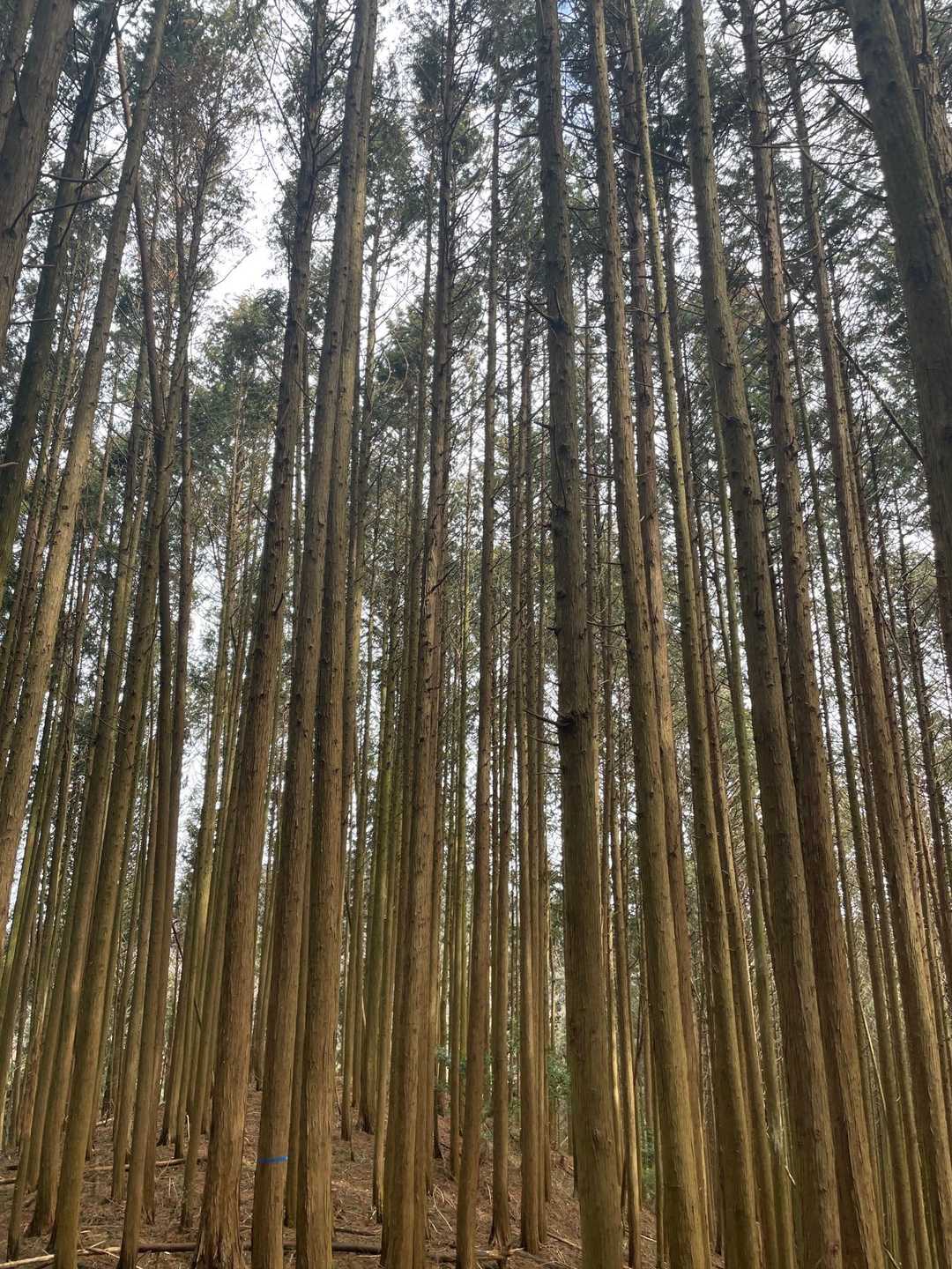 見上げると、なるほど枝打ちしてある🧐