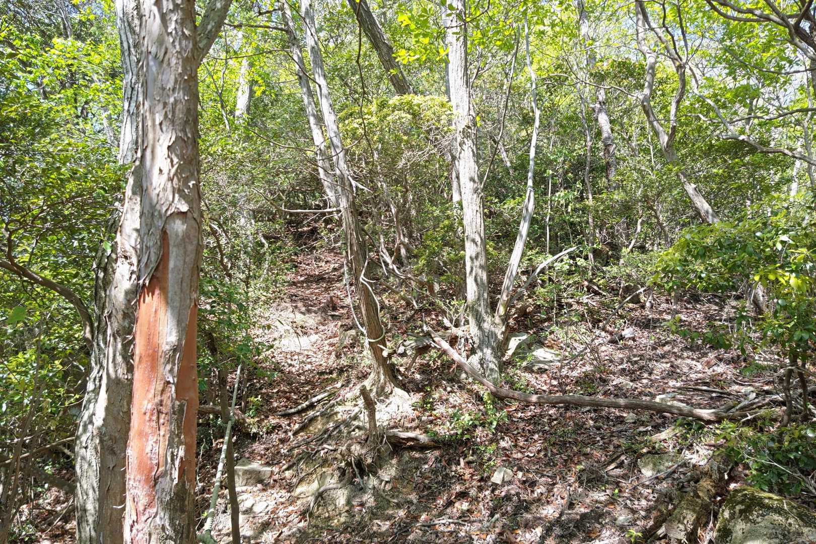 南条山Aコース登山口-南条山 往復コースの写真
