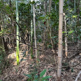 この辺りが山頂