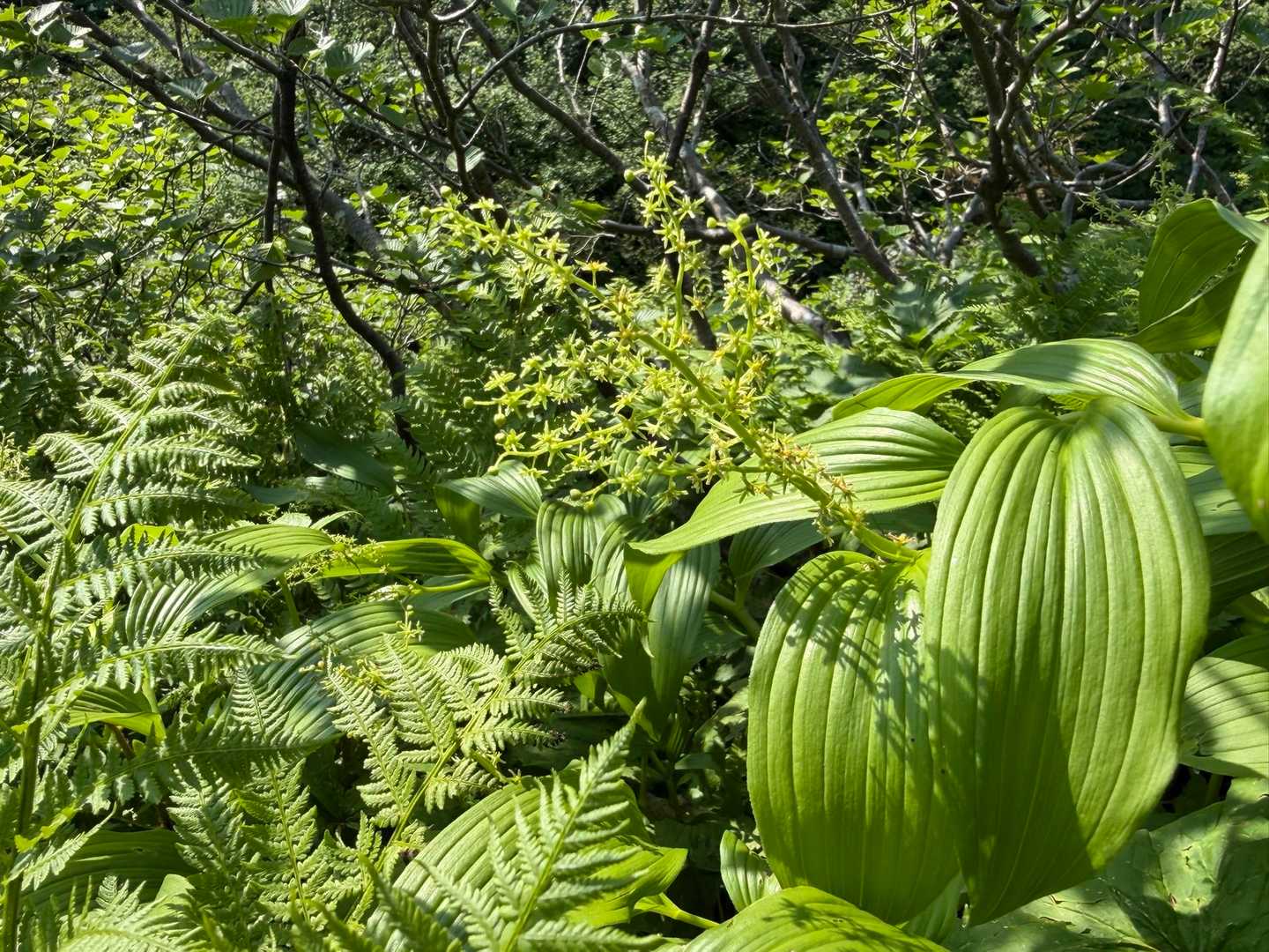 ミドリユキザサ。この辺にたくさんいます🌿