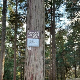 萱野山がわかりにくくてウロウロ🚶
復路はここまで下って、分岐を別のルートへ。