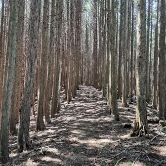 尾根道でジリジリ高度を上げていきます🚶