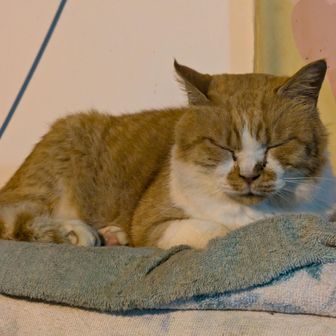 かねやん・きんちゃん・かねちゃん・ばねぼねやん