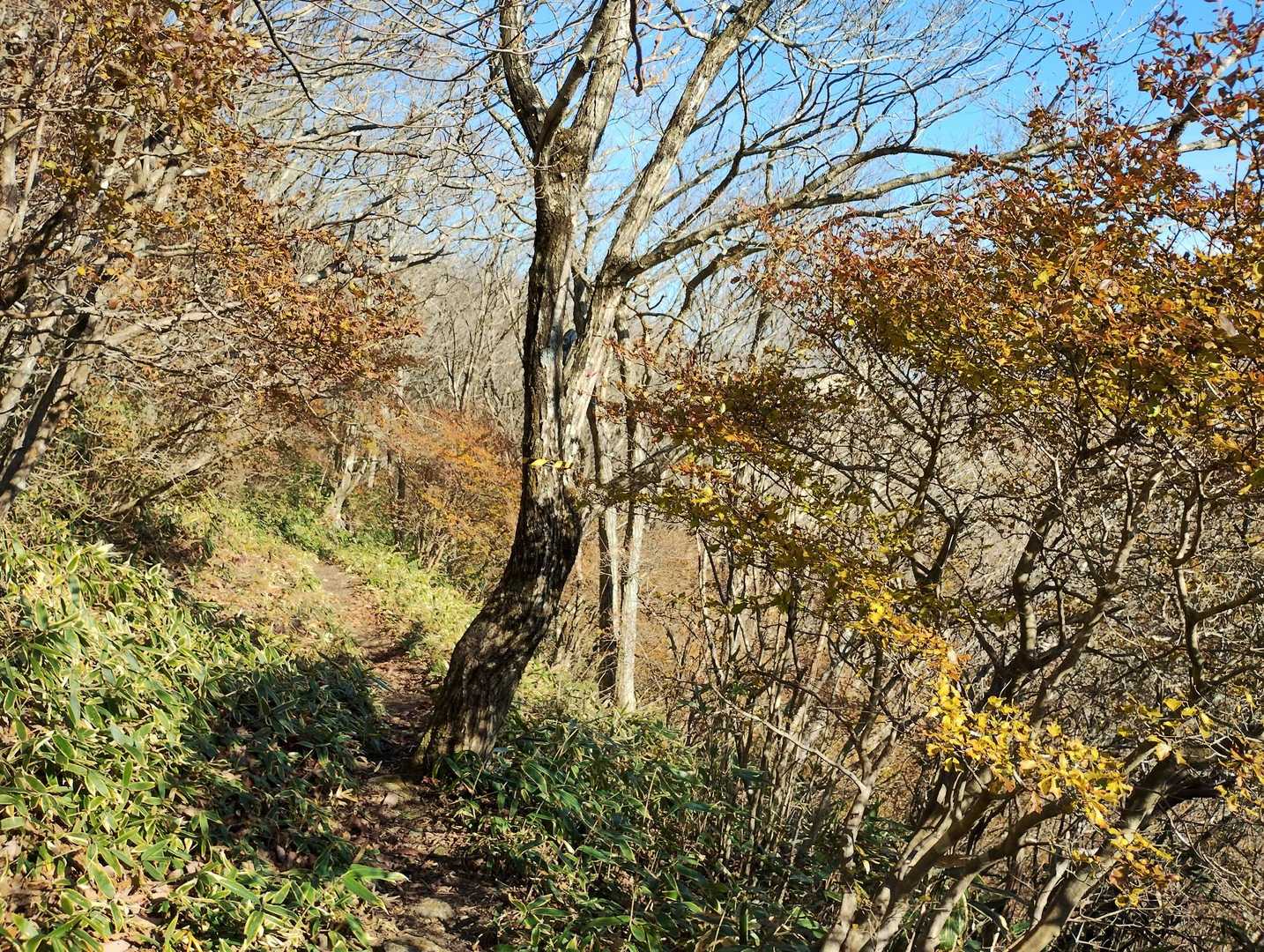 登山道の紅葉🍁