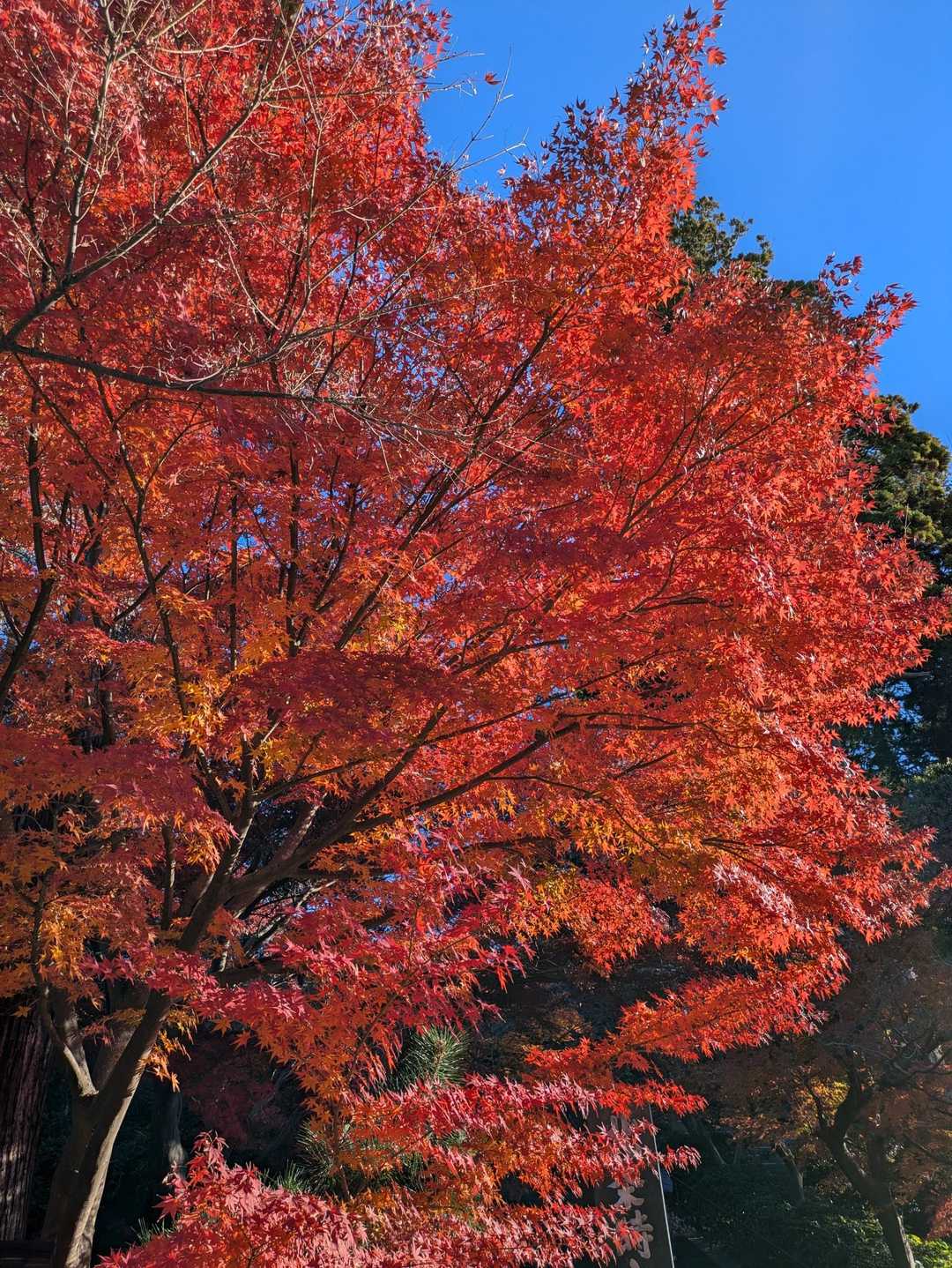 自然も街歩きも堪能！鎌倉の魅力を丸ごと体感できる天園ハイキングの写真