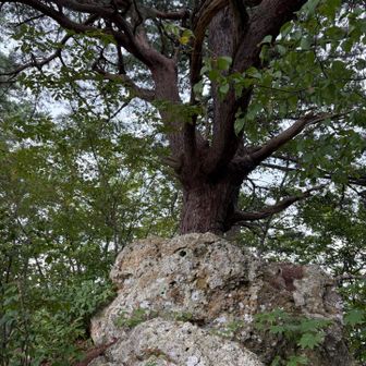 石割松というらしい
下りだとはじめての方はその先の天狗岩と勘違いしやすい
