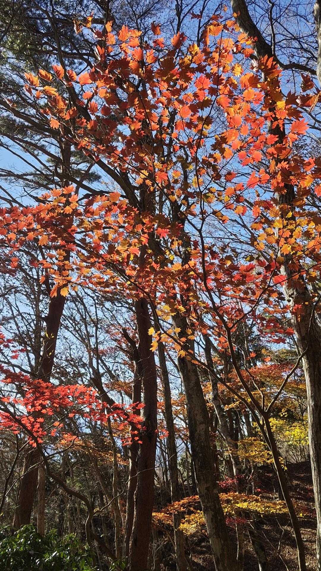 下の方はまだ、🍁が綺麗