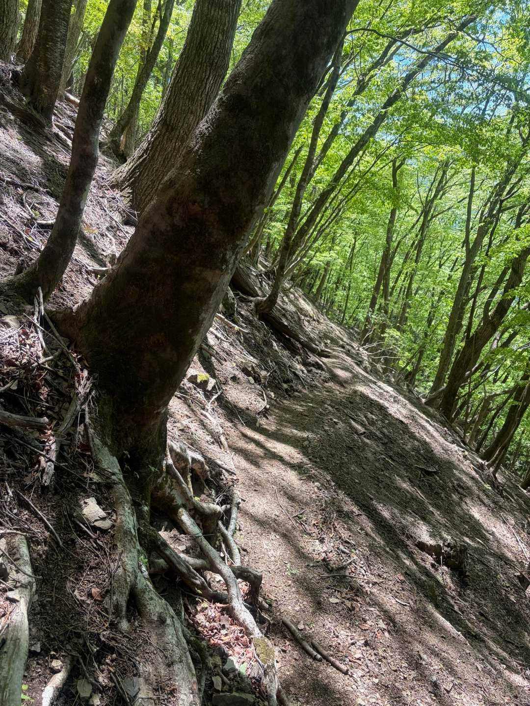 丹波役場前バス停-丹波バス停-サオラ峠 周回コースの写真