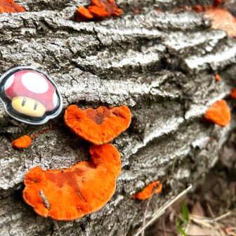 🍄も居るよ😆