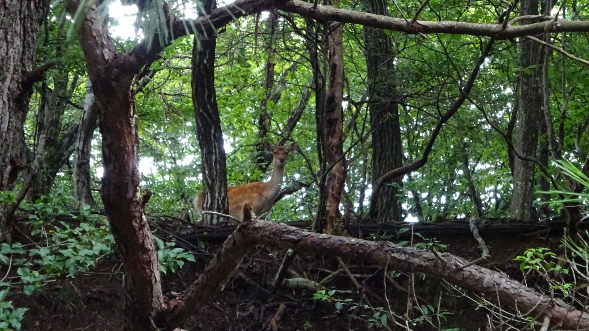 池田山 往復コースの写真