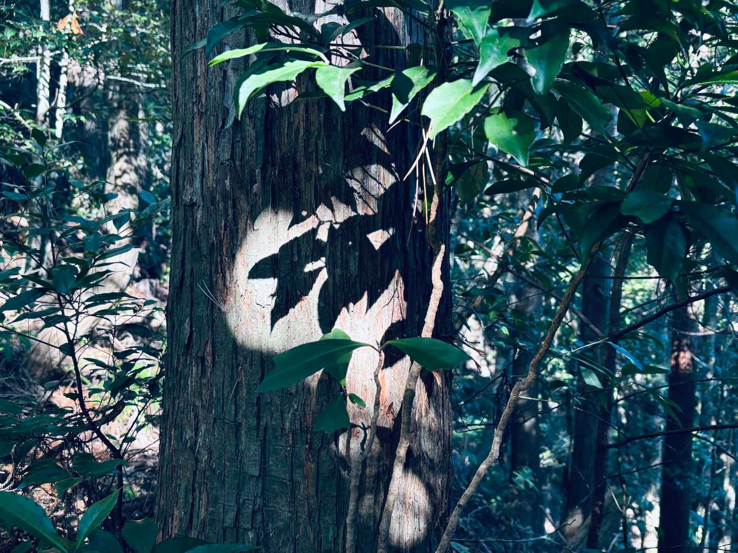 烏帽子山俵石登山口-烏帽子山 往復コースの写真