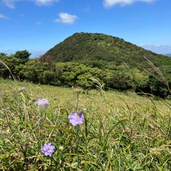 この広い場所にはマツムシソウが沢山咲いてました