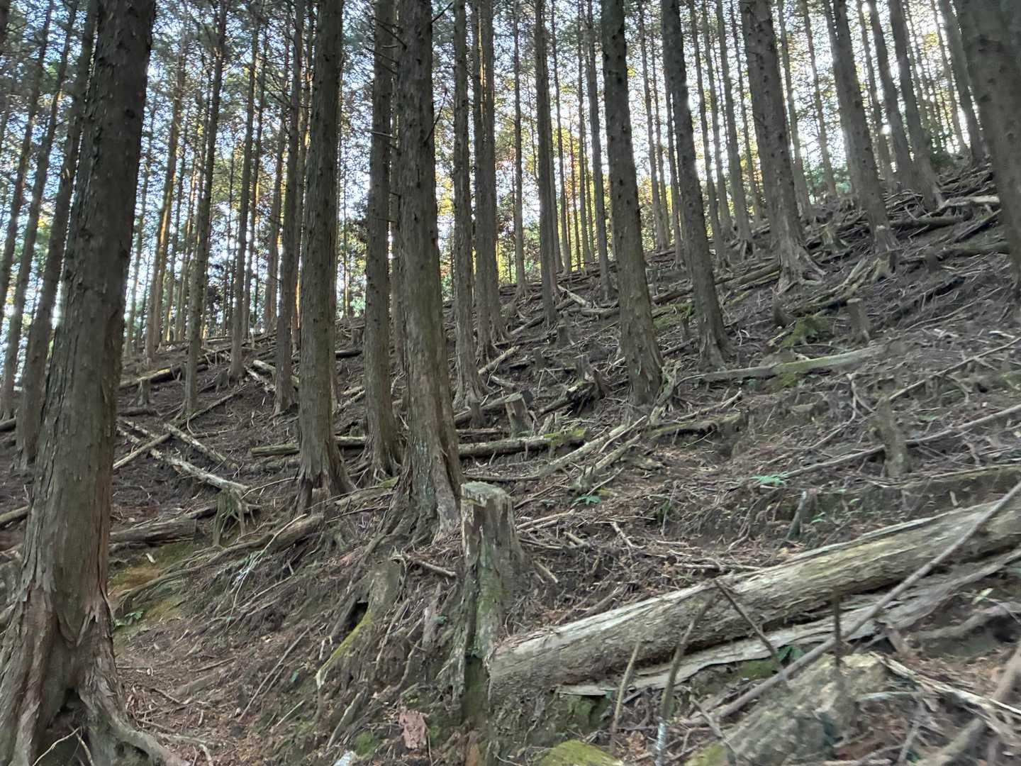 逢拝所登山口-馬見山-宇土浦越 周回コースの写真