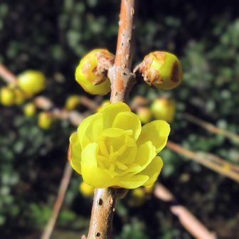 甘ーい香り！離れられない😆