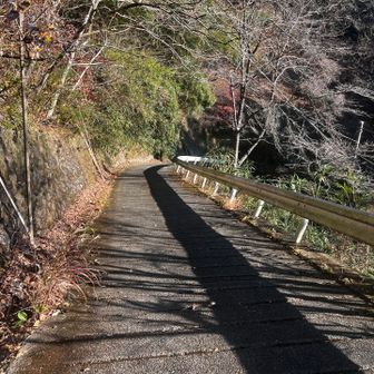 ここから車道を下る。