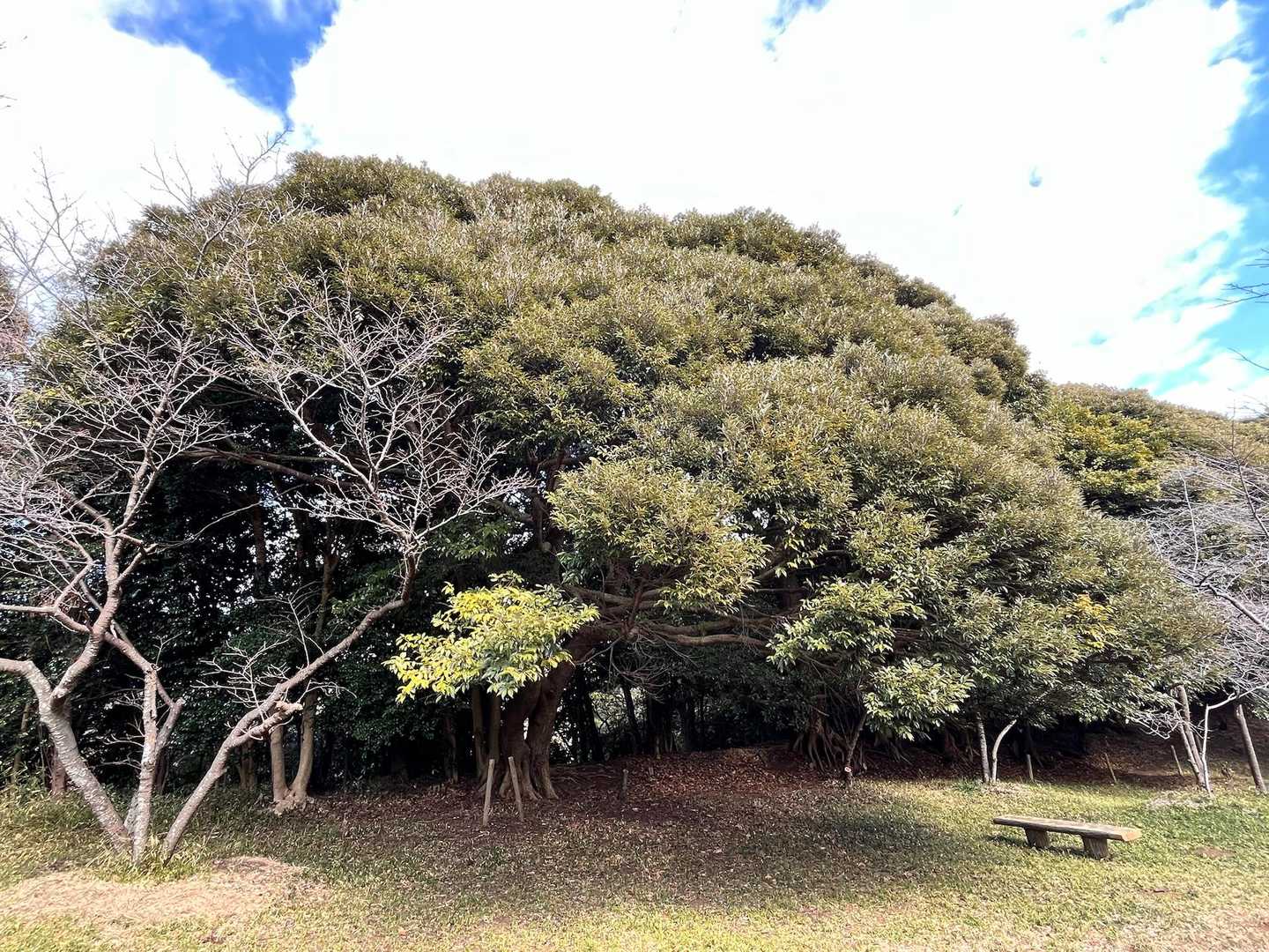 離れて撮ったらこんなに立派なスダジイ