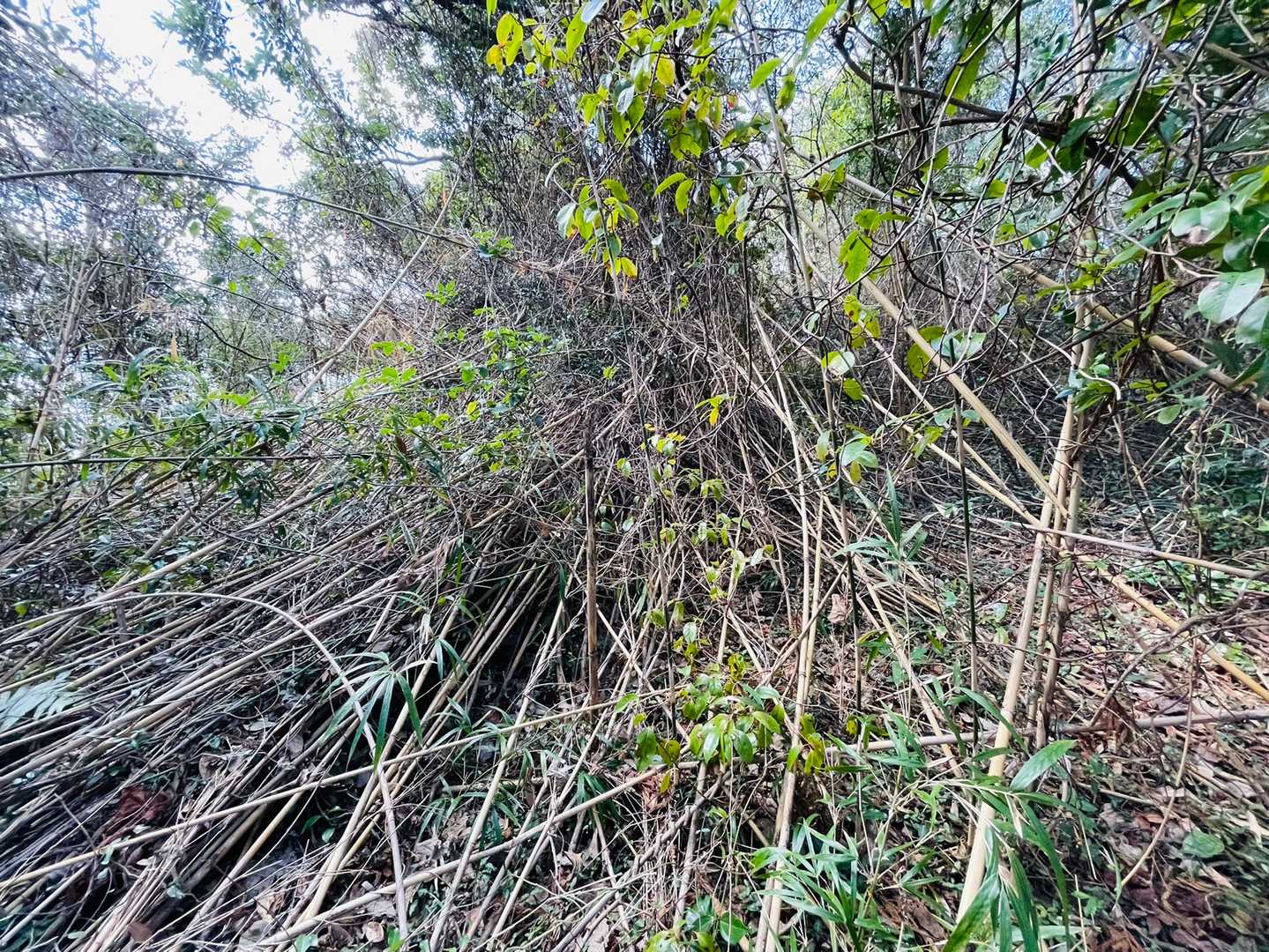 途中まで道がありましたが、
山頂はこの通り

藪です(   ¯−¯ )