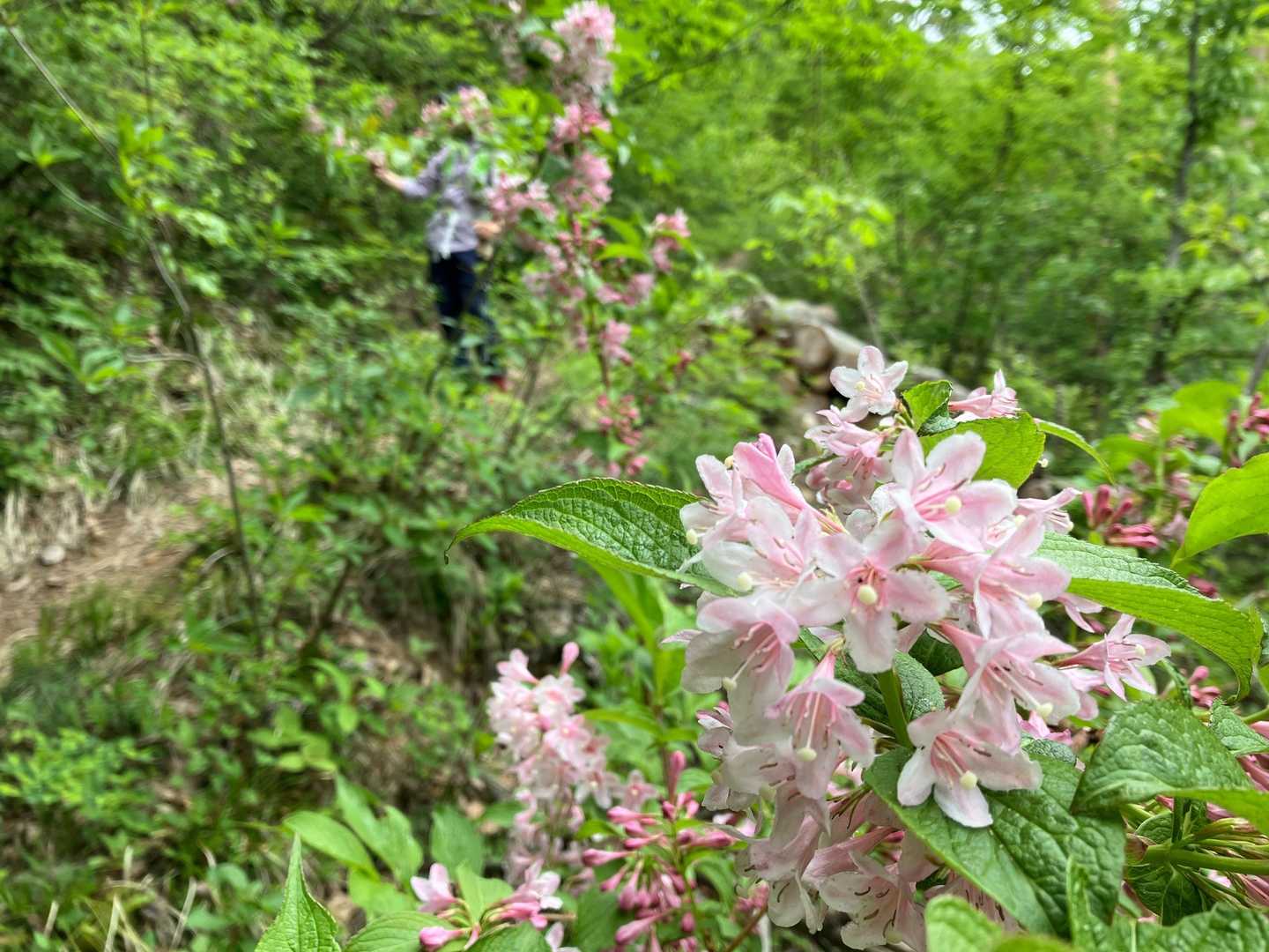千歳山稲荷神社参道口-千歳稲荷神社-千歳山-丸山-護摩山- 周回コースの写真