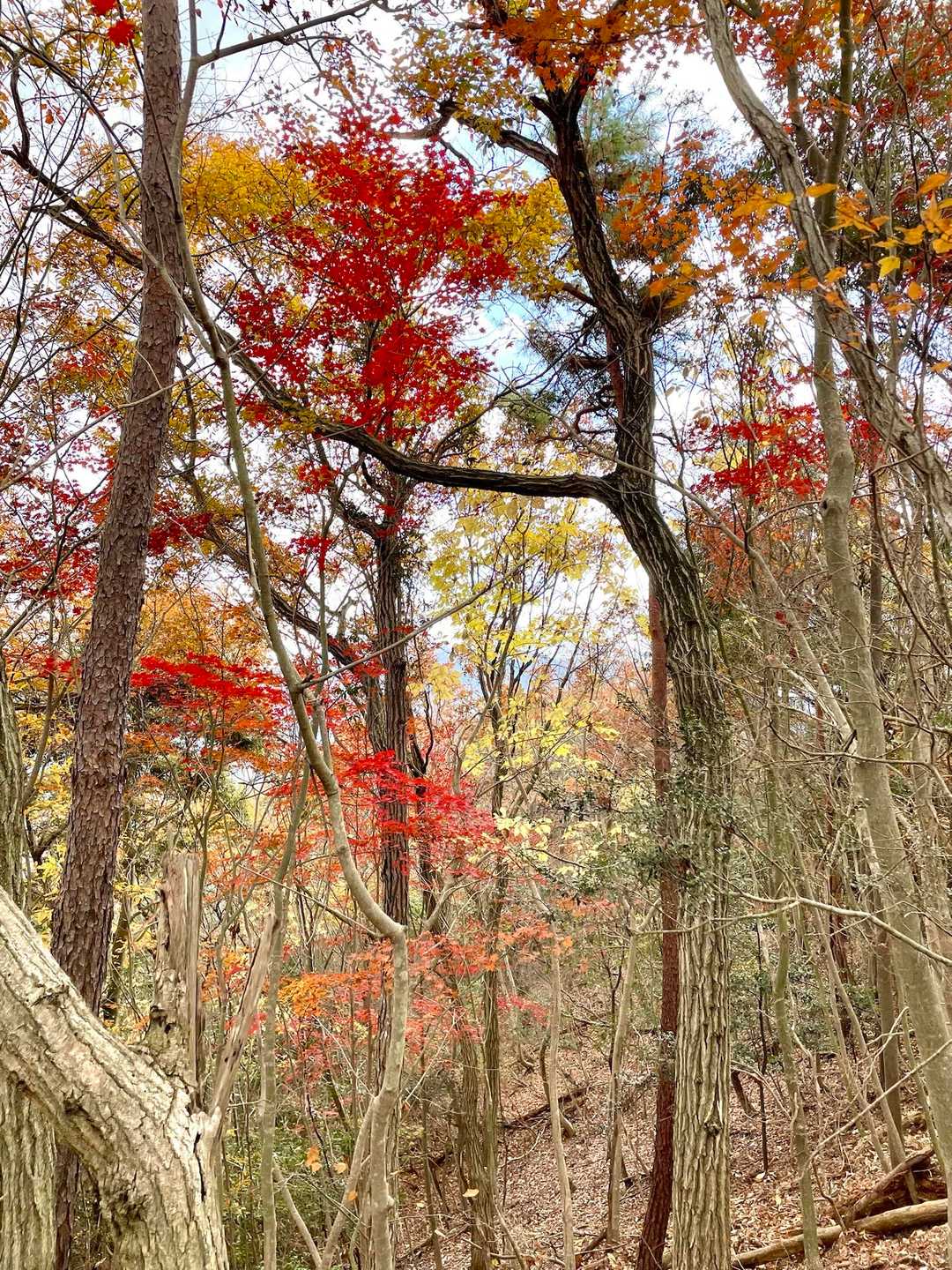 紅葉🍁も沢山楽しめました