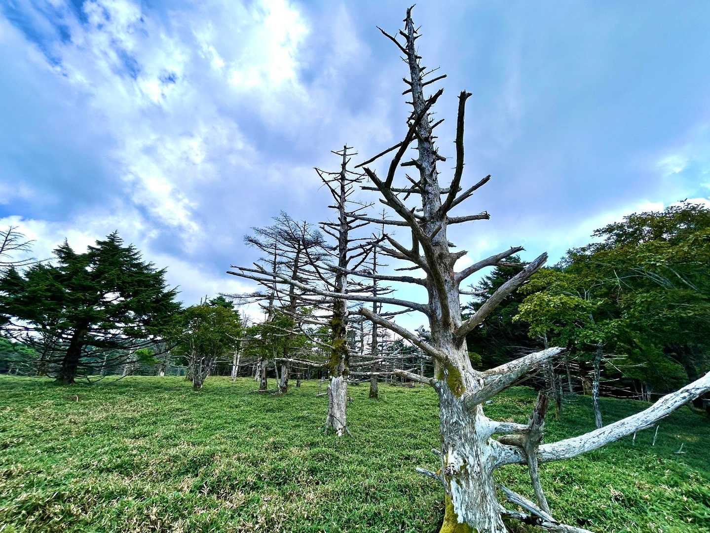 丸笹山 周回コースの写真