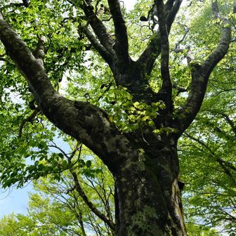 山採り　ブナ 目に鮮やか🌿ブナの新緑 三十三間山~大日尾根 / かなやんの登山データ
