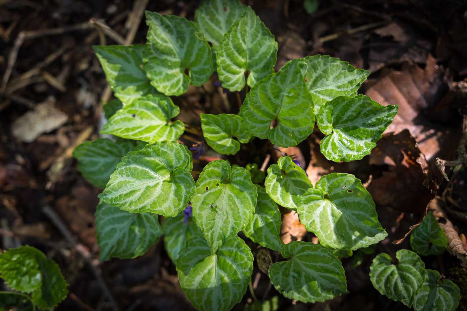 大好きな斑入りの葉っぱ🌱
※斑入りミヤマスミレ